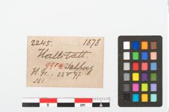 Etikett zu Bronzekugelkopfnadael (NHMW-PRAE-002245)